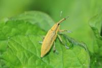 Lixus iridis