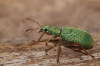 Pachyrhinus lethierryi