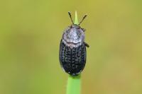 Thanatophilus rugosus