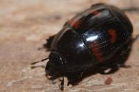 Hister quadrimaculatus