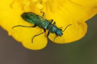 Psilothrix viridicoerulea