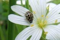 Tytthaspis sedecimpunctata