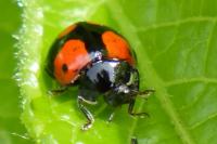 Adalia bipunctata