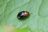 Podagrica fuscipes