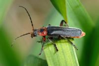 Cantharis rustica
