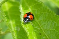 Adalia bipunctata