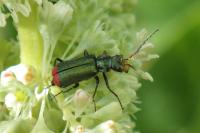 Malachius bipustulatus