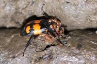 Nicrophorus vespilloides