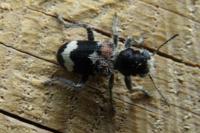 Clerus mutillarius