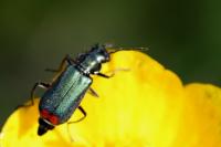 Malachius bipustulatus