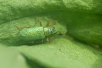 Polydrusus pterygomalis