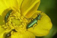 Psilothrix viridicoerulea