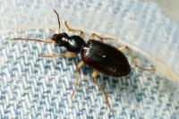 Paranchus albipes