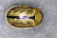 Gonioctena olivacea