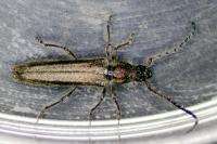 Deilus fugax