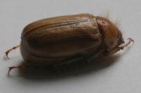 Rhizotrogus marginipes
