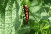 Pyrochroa serraticornis