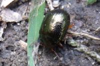 Chrysolina bankii