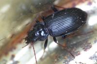 Nebria salina