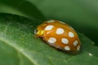 Halyzia sedecimguttata
