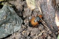 Diachromus germanus