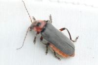 Cantharis rustica