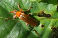 Cantharis livida
