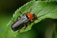 Cantharis pellucida
