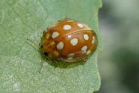 Halyzia sedecimguttata