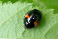 Adalia decempunctata