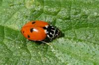 Hippodamia variegata