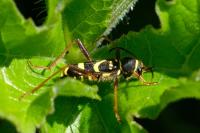 Clytus arietis