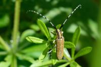 Agapanthia villosoviridescens