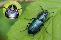 Platycerus caraboides