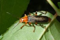 Cantharis livida