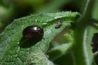 Chrysolina americana
