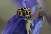 Trichius