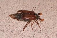 Melolontha melolontha