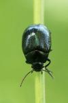 Chrysolina oricalcia