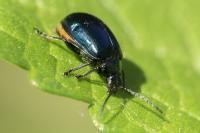 Agelastica alni