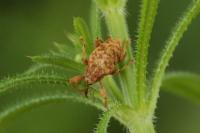 Curculio venosus