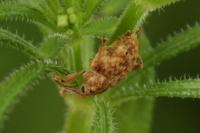 Curculio venosus