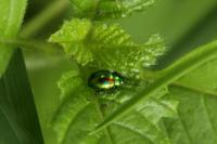 Chrysolina fastuosa