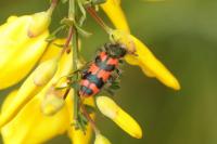 Trichodes alvearius