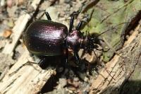 Calosoma inquisitor