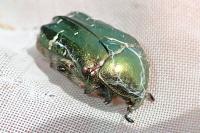 Cetonia aurata