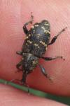 Hylobius abietis