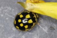 Propylea quatuordecimpunctata