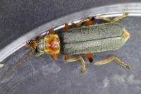 Cantharis nigricans