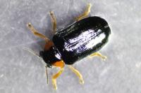 Smaragdina aurita